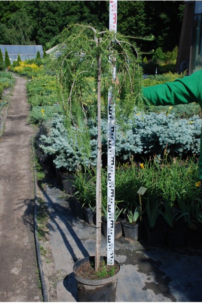 Модрина європейська Пендула на штамбі в контейнері висота 140 см