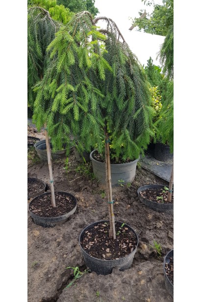 Ялина звичайна Форманек на штамбі