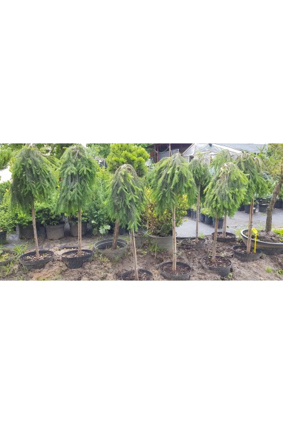 Ялина звичайна Форманек щеплена на штамбі в контейнері