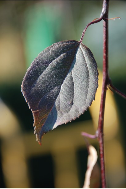 Malus hybrida Royal Beauty