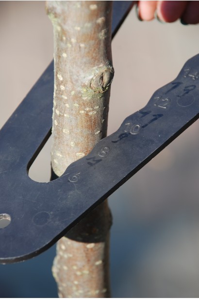 Яблуня плакуча Роял Б’юті