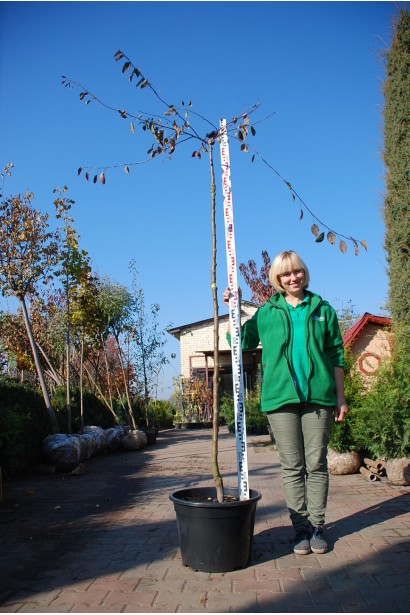 Яблуня гібридна Роял Б’юті в садовому центрі