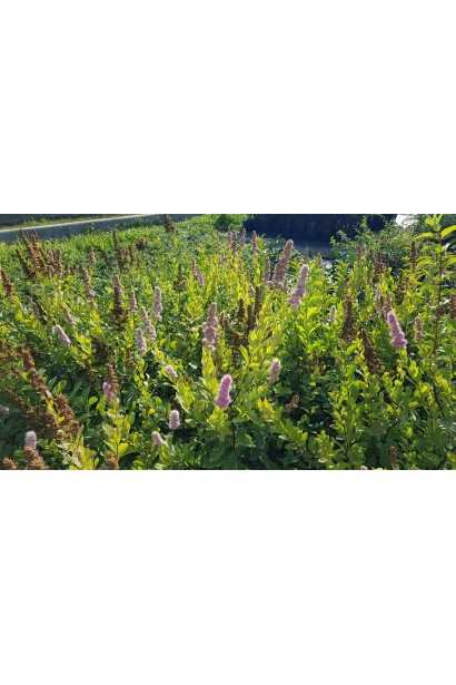 Спирея билларда Триумфанс: неприхотливый и выносливый сорт.