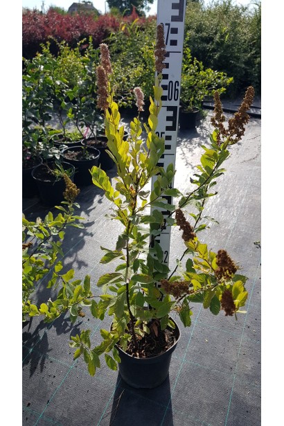 Саженец в контейнере спирея триумфанс