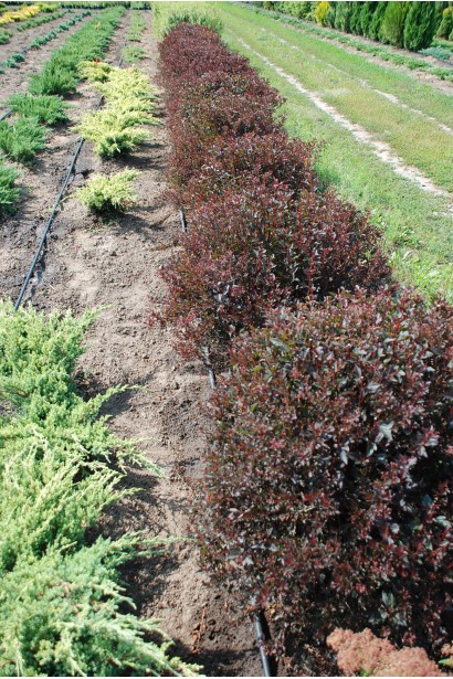 Пухироплідник калинолистий Літл Девіл