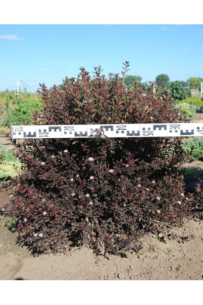 Пухироплідник калинолистий Літл Девіл в розсаднику