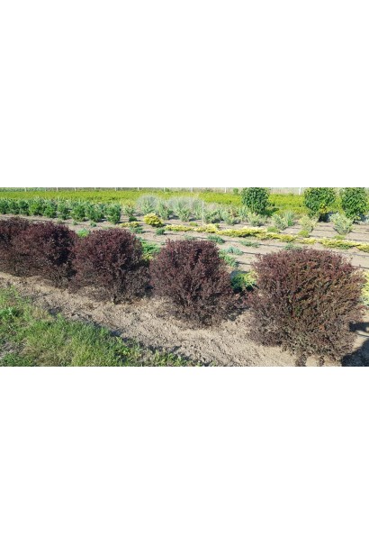 Пухироплідник калинолистий Літл Девіл