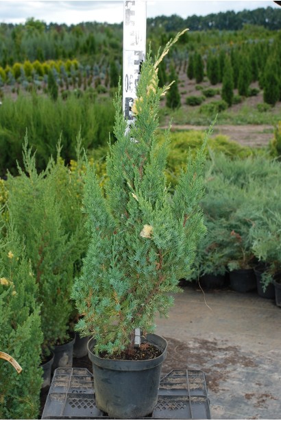 Можжевельник китайский Стрикта Вариегата 60-70 см