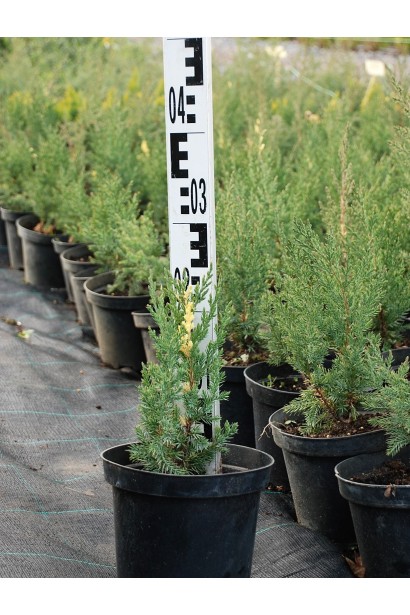 Саженцы можжевельника Стрикта Вариегата в садовом центре