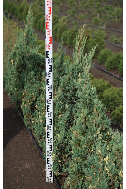 Можжевельник Stricta Variegata