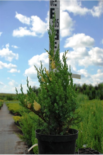 Можжевельник Стрикта Вариегата контейнер 3 л, высота 30-40 см