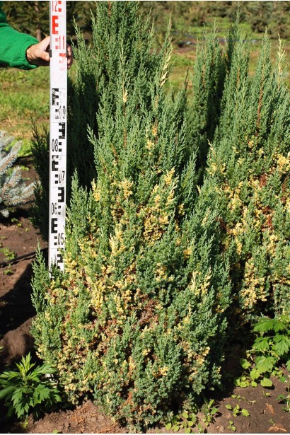 Можжевельник Стрикта Вариегата хвойное дерево с конической формой кроны