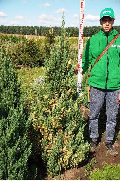 Можжевельник китайский Стрикта Вариегата в питомнике в поле