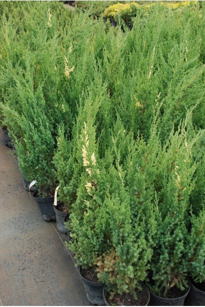 Juniperus chinensis Stricta Variegata
