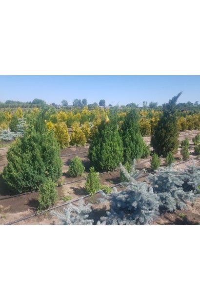 Можжевельник китайский Стрикта Вариегата