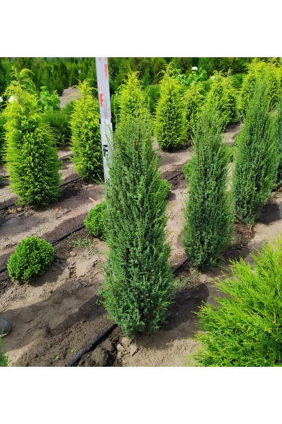 Ялівець звичайний Арнольд 100-120 см