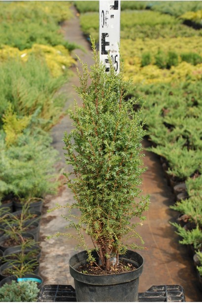 Ялівець звичайний Арнольд - контейнер 5 л, 50-60 см