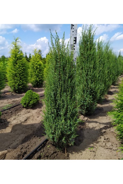 Juniperus communis Arnold