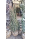 Можжевельник обыкновенный Арнольд | Ялівець звичайний Арнольд | Juniperus communis Arnold
