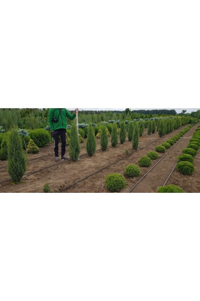 Ялівець звичайний Арнольд в розсаднику на полі