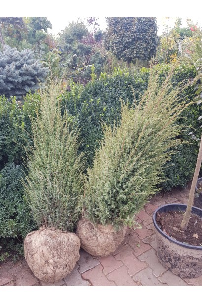 Ялівець Арнольд саджанці з комом землі в мішковині