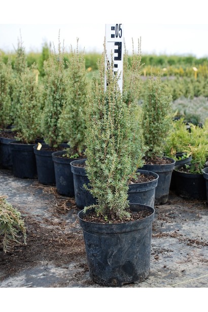 Ялівець звичайний Арнольд в горщику 40-50 см