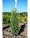 Можжевельник обыкновенный Арнольд | Ялівець звичайний Арнольд | Juniperus communis Arnold