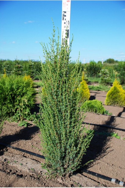 Ялівець звичайний Арнольд ком / 80-90 см