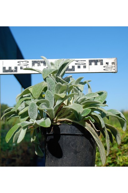 Чистець візантійський: саджанці для декоративного озеленення.