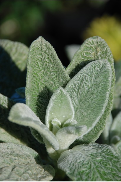 Заячі вушка: декоративне листя для ландшафтного дизайну.