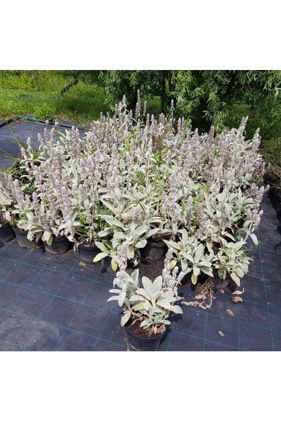 Stachys byzantina