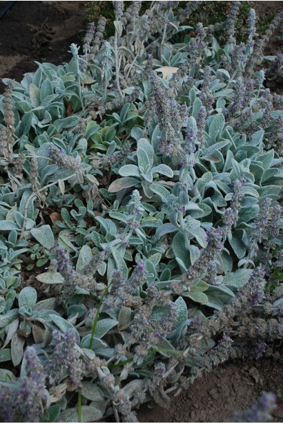 Чистець візантійський/ Стахіс шерстистий