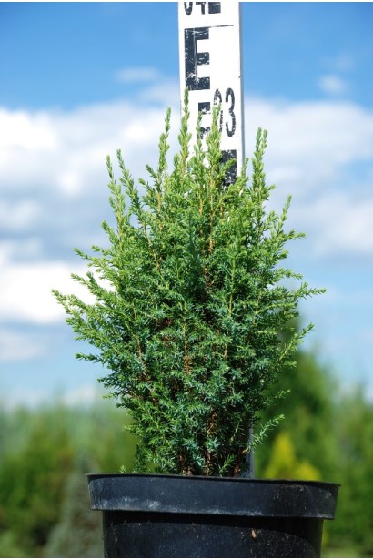 Ялівець звичайний Копресса саджанець 30-35 см