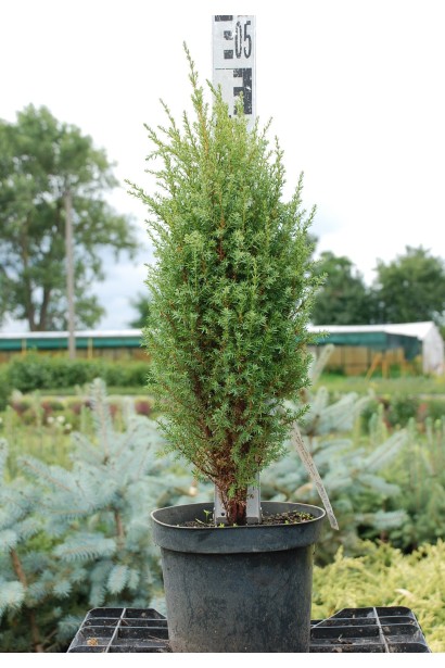 Ялівець звичайний Копресса - контейнер 5 л, 40-50 см