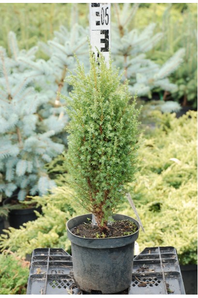 Ялівець Копресса - саджанець в контейнері