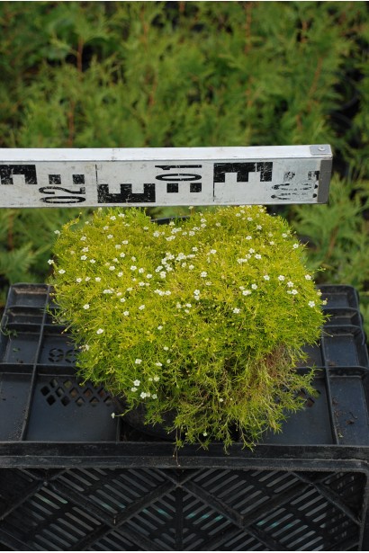 Моховинка шиловидна Ауреа в контейнері