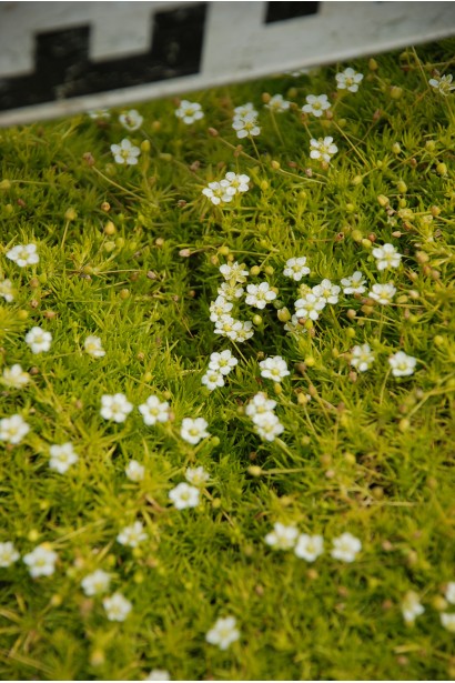 Моховинка шиловидна Ауреа квіти