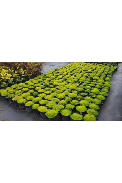 Моховинка шиловидна в розсаднику