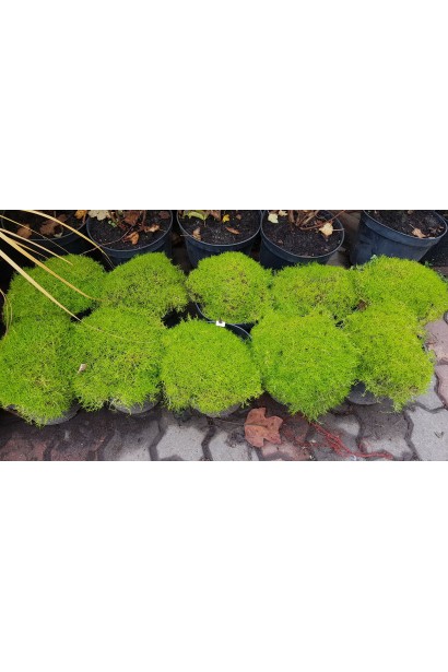 Моховинка шиловидна Ауреа-3л/вис.3-5см/Ø15-20см