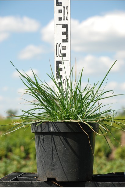 Молінія блакитна - 3л/20см/Ø30см