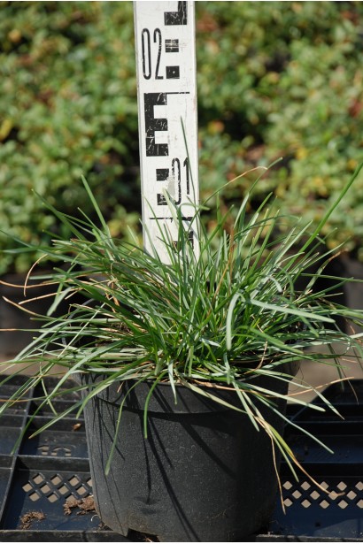 Молінія блакитна - 3л/20см/Ø30см