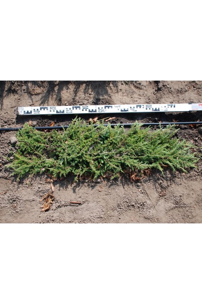 Можжевельник обыкновенный Грин Карпет - диаметр 100-110 см