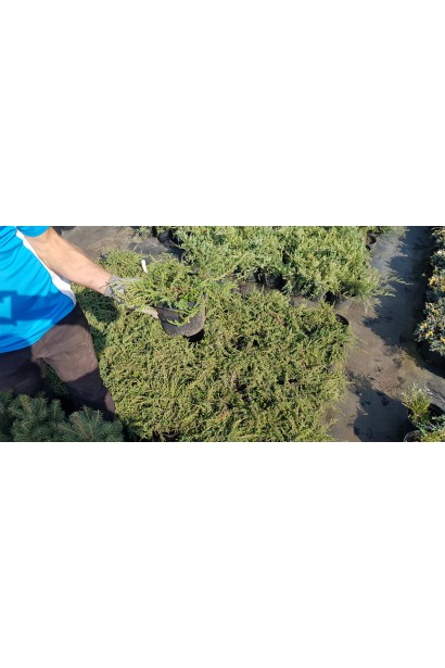 Можжевельник обыкновенный Грин Карпет - саженцы в садовом центре