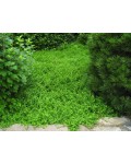 Ялівець звичайний Грін Карпет | Можжевельник обыкновенный Грин Карпет | Juniperus communis Green Carpet