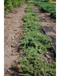Можжевельник обыкновенный Грин Карпет | Ялівець звичайний Грін Карпет | Juniperus communis Green Carpet