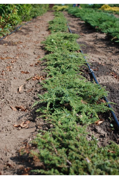 Можжевельник стелющийся Грин Карпет в поле в питомнике