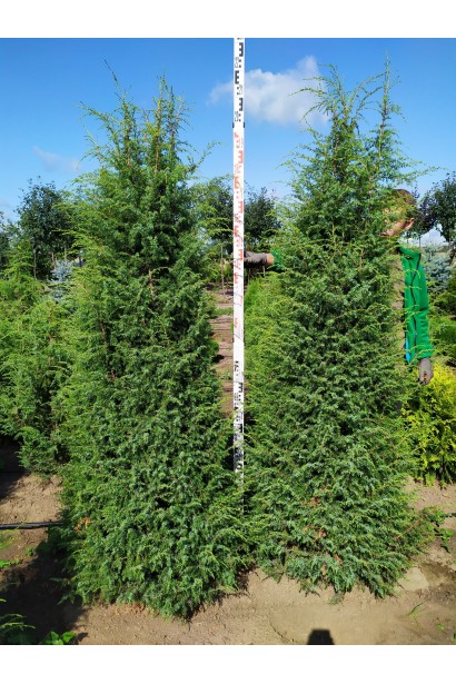 Ялівець звичайний Хіберніка