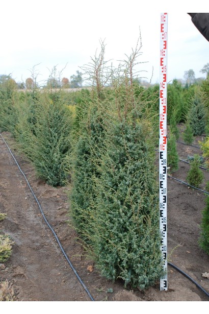 Ялівець звичайний Хіберніка - ком /  140-160 см