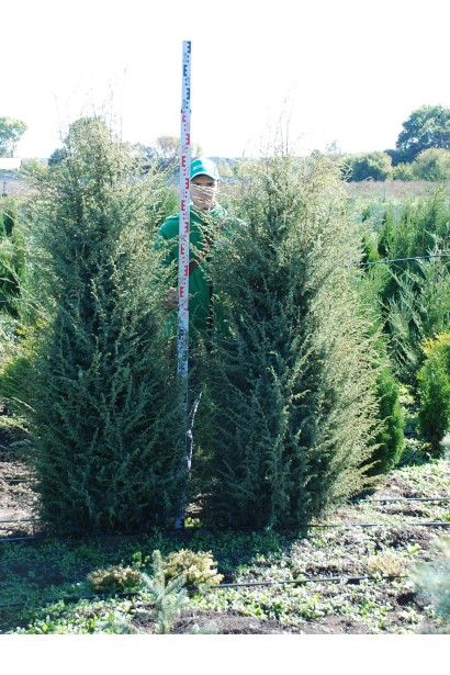 Juniperus communis Hibernica