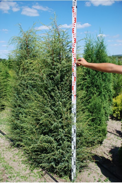 Ялівець звичайний Хіберніка 160-180 см
